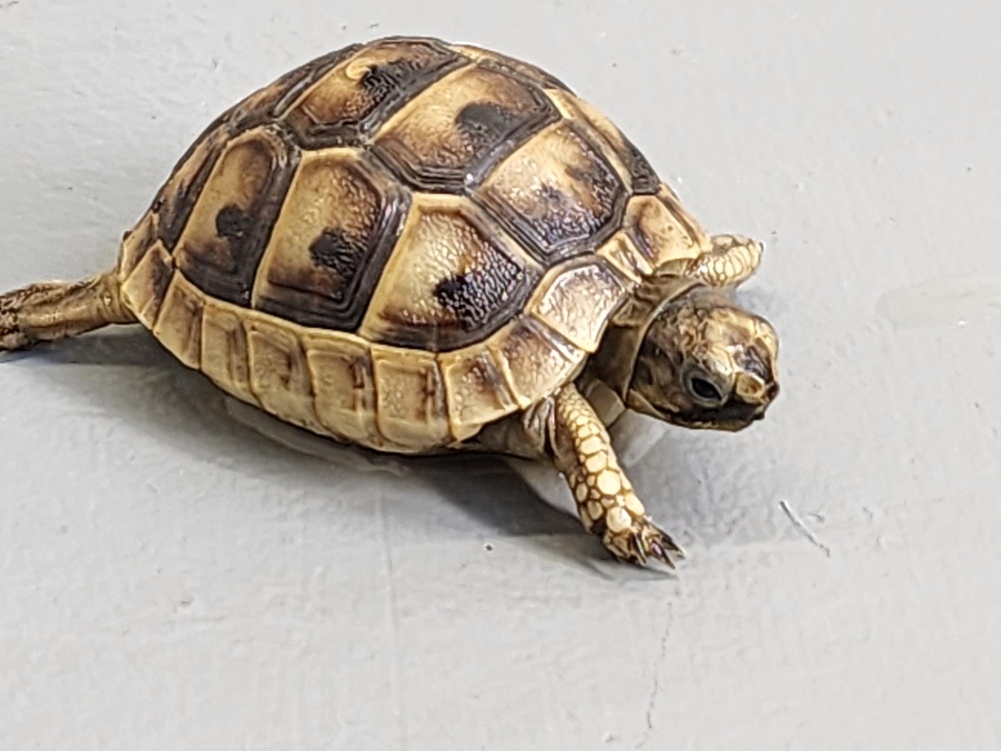 Ibera 2024 greek tortoise